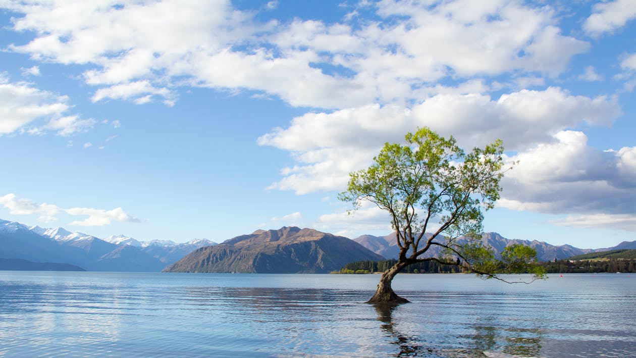 landscape of hills and a single tree in the middle of a lake beneath a blue sky in New Zealand